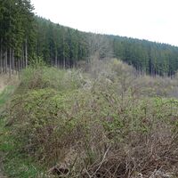 am Forstweg zum Roten Kreuz