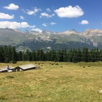 Alp Staz