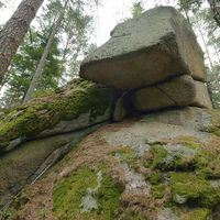 Fichtenschluf