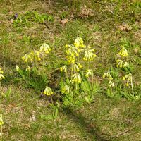Schlüsselblumen
