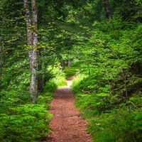 Durch den Wald aufm Bergbaurundweg