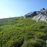 Almrausch auf der Koralpe
