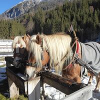 Auch mit zwei PS führt ein Weg retour nach Kleinarl. Die Haflinger sind bereit.