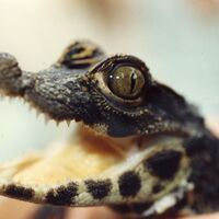 Reptilienzoo Happ