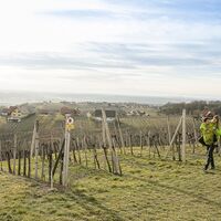 Winterwandern am Traminerweg im Thermen- & Vulkanland