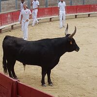 Land des Muskat und Rindes0001 ©David Queffelec - ADT34