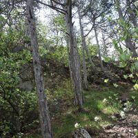 Aufstiegssteig Ruine Rauheneck
