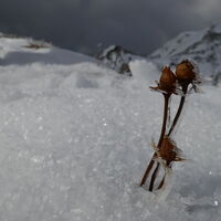 auch den Blumen ist kalt