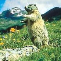 Nuegieriger Murmel. 