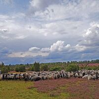Ellerndorfer Wacholderheide
