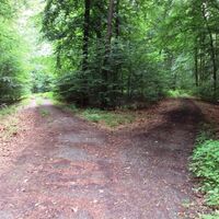 Salzgitter Höhenzug, Wanderweg 30 Weggabelung auf Höhenweg