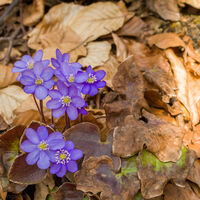 Leberblümchen