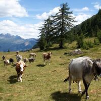 Die Strada degli Alpi des Bedrettotals