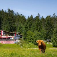 Wildmoosalm im Sommer - Hütte mit Kuh.jpg