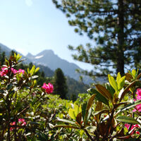 Alpenrosenblüte Hochoetz
