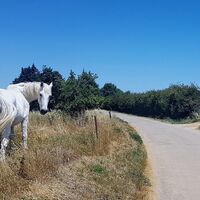 Schleife-01-009-zwischen-Lansargues-und-Lunel-Viel