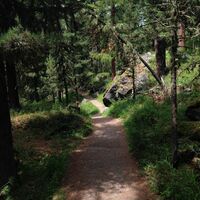 Durch den Wald Richtung Pontresina