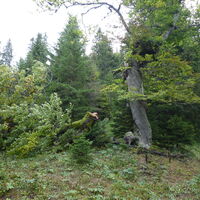 ein Ast verdeckt den Pfad