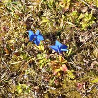 Frühling Enzian schon am 28 Dezember !