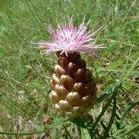 Leuzea conifera