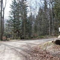 Forststraße vom Salygraben im Sattel