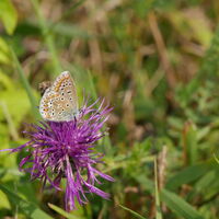 Schmetterling