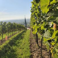 WeinWanderWeg Gumpoldskirchen
