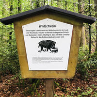 Achtung Wildschweine
