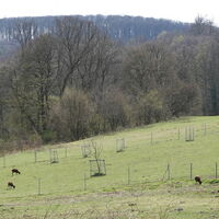 Weide in Hadersfeld