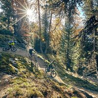 Singletrail Zirbentrail