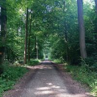 Wanderweg der VitalWanderWelt Obernberg durch abwechslungsreichen Mischwald