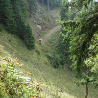 im Wald Blick zurück