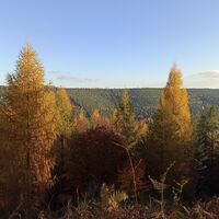 Bunter Herbstwald auf dem Wildbader Kopf