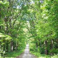 Sonnendurchfluteter Waldweg