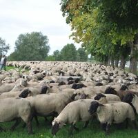 Schafzucht in Boismont