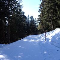 Wenig Wald ist auch dabei