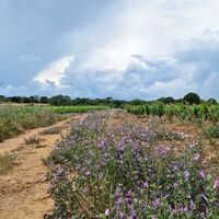 Auf Entdeckung der wilden Orchidee 8