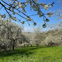Kirschblüte in der Rühler Schweiz - Kirschenweg (Go 3)