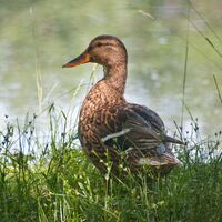 Ohrdruf Wildente am Rasenteich
