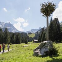Geweihbaum