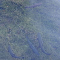 bei den Fischen in Schwarzau