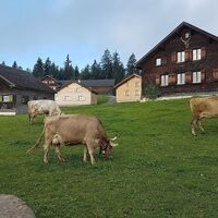 Auf dem Bödele