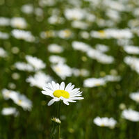 Blumenwiese