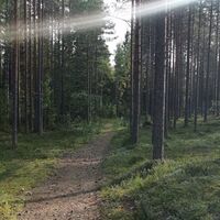 Waldpfad