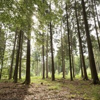Buchenwald Barntruper Stadtwald CC BY-SA - LTM.jpg