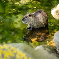 Nutria im Nettepark