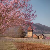 Geilweilerhof zur Mandelblütenzeit