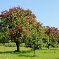 Streuobstwiesen