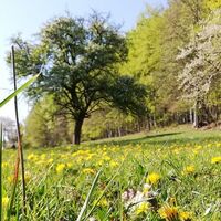 Wiese vorm Jesusbrünnlein