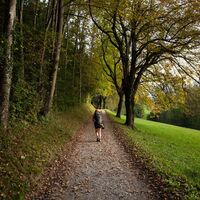 Wald kurz vor Schloss Vaduz